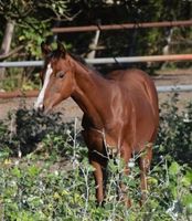 Quarter Horse Stute Jährling Nordrhein-Westfalen - Elsdorf Vorschau