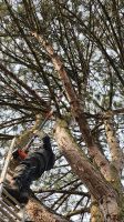 Gartenpflege Baumpflege Hecke schneiden Gartenarbeiten Gärtner Niedersachsen - Edewecht Vorschau