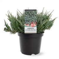 Blauer Kriech-Wacholder Juniperus horizontalis Blue Chip 25-40cm Nordrhein-Westfalen - Nordkirchen Vorschau