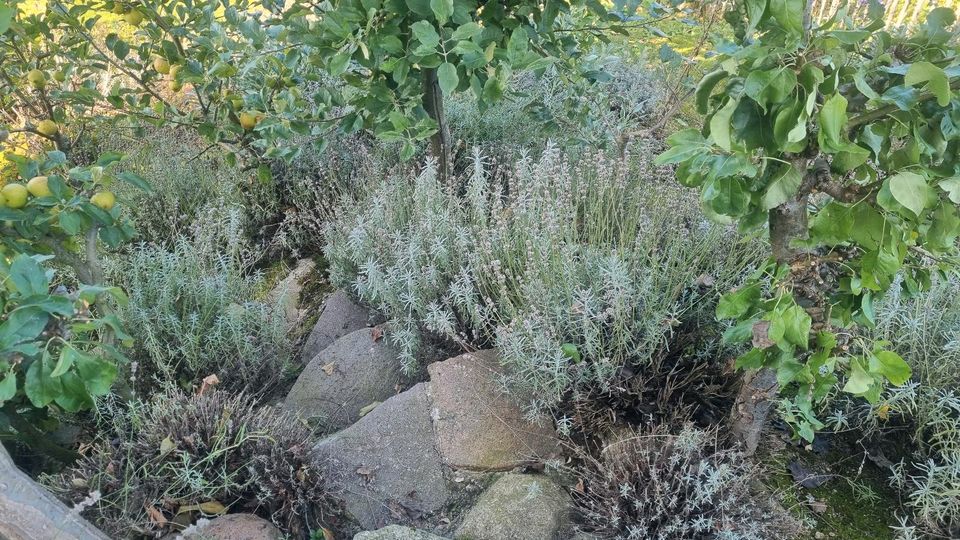 Lavendel an Selbstschneider zurückschneiden zu verschenken in Neukirch