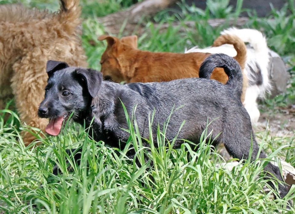 Anni, verschmuste Hündin, ca. 4 Monate *Tierschutz* in Penig