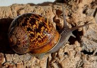 Gefleckte Weinbergschnecken Jungtiere ( Cornu aspersum ) Hessen - Rodgau Vorschau