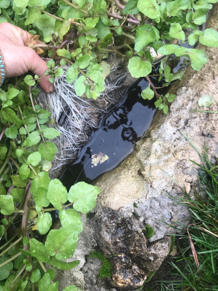 Brunnenkresse Wasser Teich Heilkraut Vitamin C biotop bachkresse in
