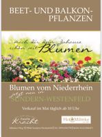 Blumen für Garten, Balkon, Terrasse, Gemüsepflanzen Nordrhein-Westfalen - Sundern (Sauerland) Vorschau