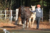 Offenstall Allergiker Trail 24/7 BEDAMPFTES Heu! Schleswig-Holstein - Hoisdorf  Vorschau