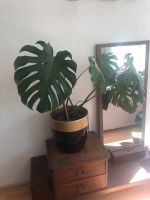 Riesenblättrige Monstera Berlin - Reinickendorf Vorschau