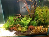 Aquarienpflanzen / Aquascape Schleswig-Holstein - Schönberg (Holstein) Vorschau