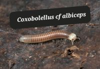 COXOBOLELLUS cf albiceps Tausendfüsser Sachsen-Anhalt - Calbe (Saale) Vorschau