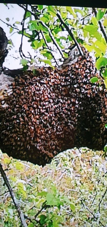 Bienenschwarm in Reutlingen