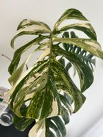 Ableger Monstera variegata Stammsteckling vier Blätter Bayern - Neusäß Vorschau