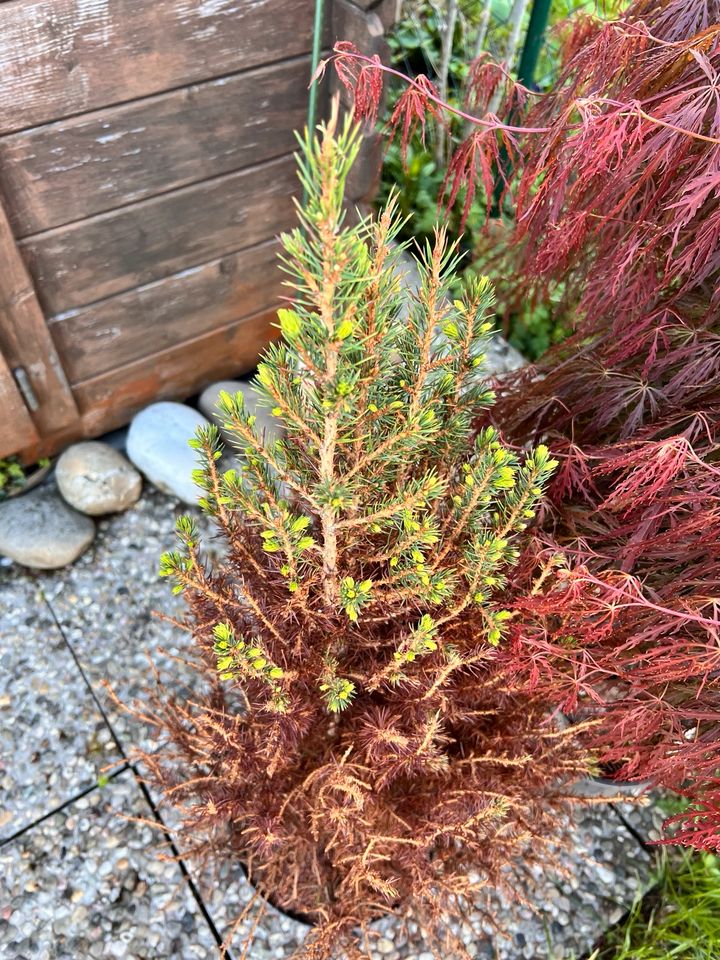 Picea Glauca - Weiß Fichte in Dreieich