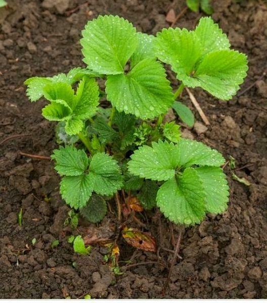 Erdbeerpflanzen Erdbeersenker Erdbeeren in Bayern - Erbendorf | eBay  Kleinanzeigen ist jetzt Kleinanzeigen