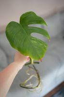 Monstera Deliciosa Variegata Ableger Hessen - Hanau Vorschau