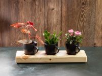 Pflanzenständer mit Pflanz-Tassen - Massivholz Blumenständer NEU! Hessen - Burghaun Vorschau