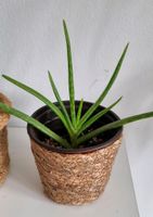 Aloe Vera Zimmerpflanze Nürnberg (Mittelfr) - Aussenstadt-Sued Vorschau