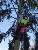 Baumpflegeund Fällungen- Niedersachsen - Bad Lauterberg im Harz Vorschau