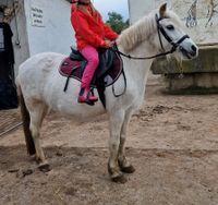 Pony sucht Reitbeteiligung/ Pflegebeteiligung/ Fahrbeteiligung Brandenburg - Fredersdorf-Vogelsdorf Vorschau