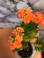 Kalanchoe Pflanze zu Verkaufen Baden-Württemberg - Baindt Vorschau