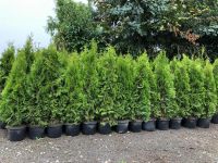 6 Stück Thuja Smaragd Lebensbaum 90-100 cm *Kostenloser Versand* Baden-Württemberg - Obersulm Vorschau