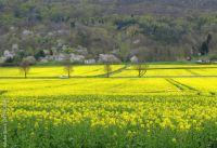 1,5701 ha Ackerland in Berga/ Südharz zu verkaufen Nordrhein-Westfalen - Paderborn Vorschau