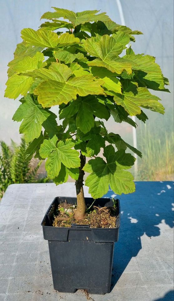 Bonsai,  Bergahorn  , Acer pseudoplatanus  im 2 Liter Topf in Solingen