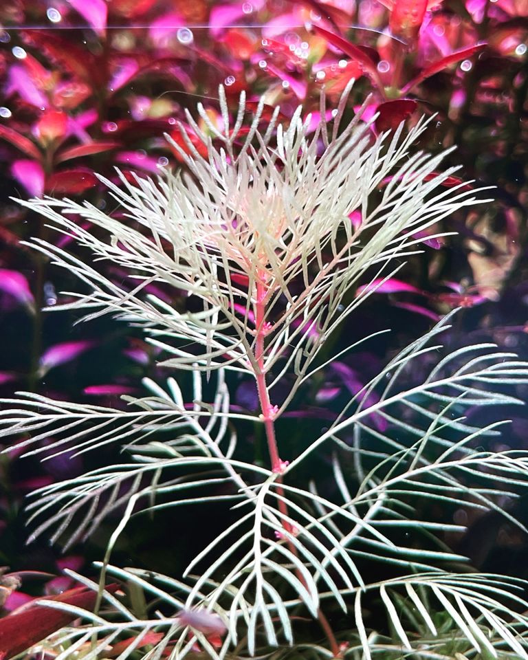 ☘️Seltene Pflanzen-Tausch und Kauf Eriocaulon Syngonanthus Xyris in Schlangen