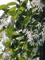 Chionanthus virginicus ca.300 cm  Chinesischer Schneeflockenbaum Nordrhein-Westfalen - Soest Vorschau