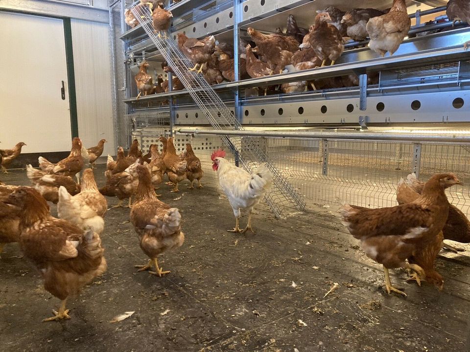 Für Landwirte: Hühner, Legehennen, Lohmann Hennen, in Laupheim