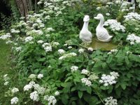 Giersch...ca. 15 bewurzelte Pflanzen / Ableger - winterhartes Wil Baden-Württemberg - Schwäbisch Gmünd Vorschau