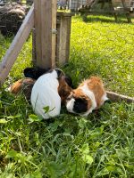 Meerschweinchen männlich und weiblich Sachsen - Mügeln Vorschau