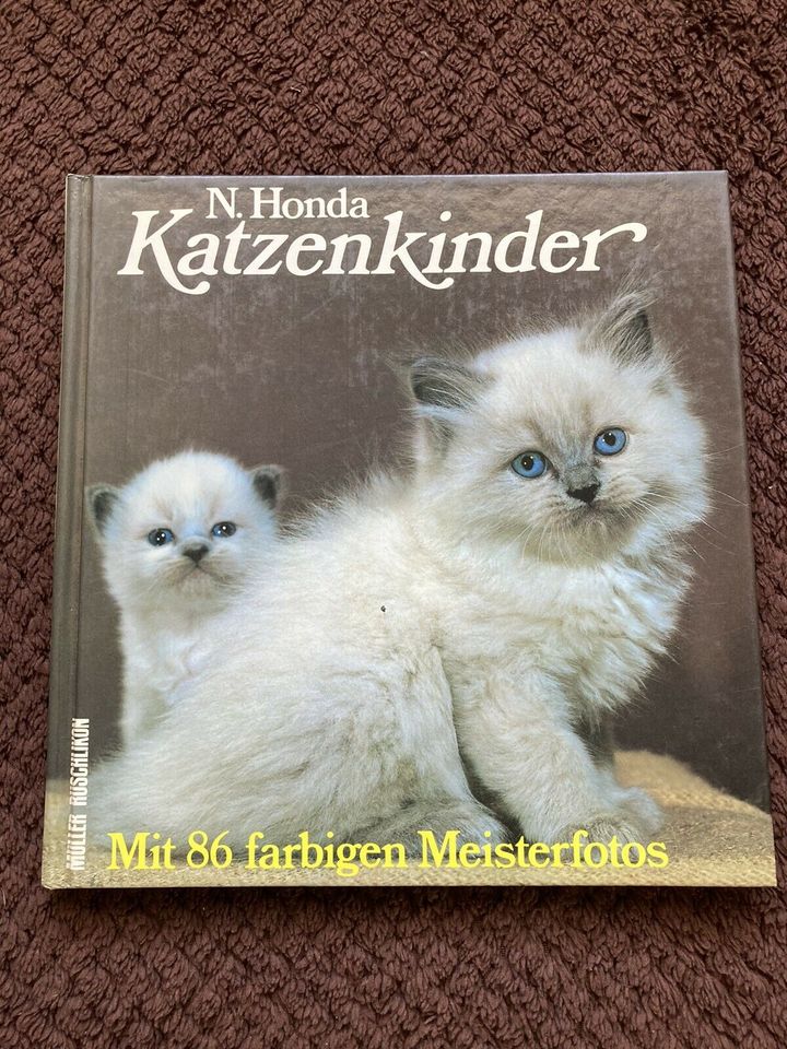 Schöner Bildband über Katzenkinder. in Helmbrechts