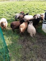 Ouessant Schafe  Minischafe Quessant Nordrhein-Westfalen - Meschede Vorschau