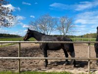 Pflegebeteiligung/Bespaßung für Großpferd Niedersachsen - Harpstedt Vorschau