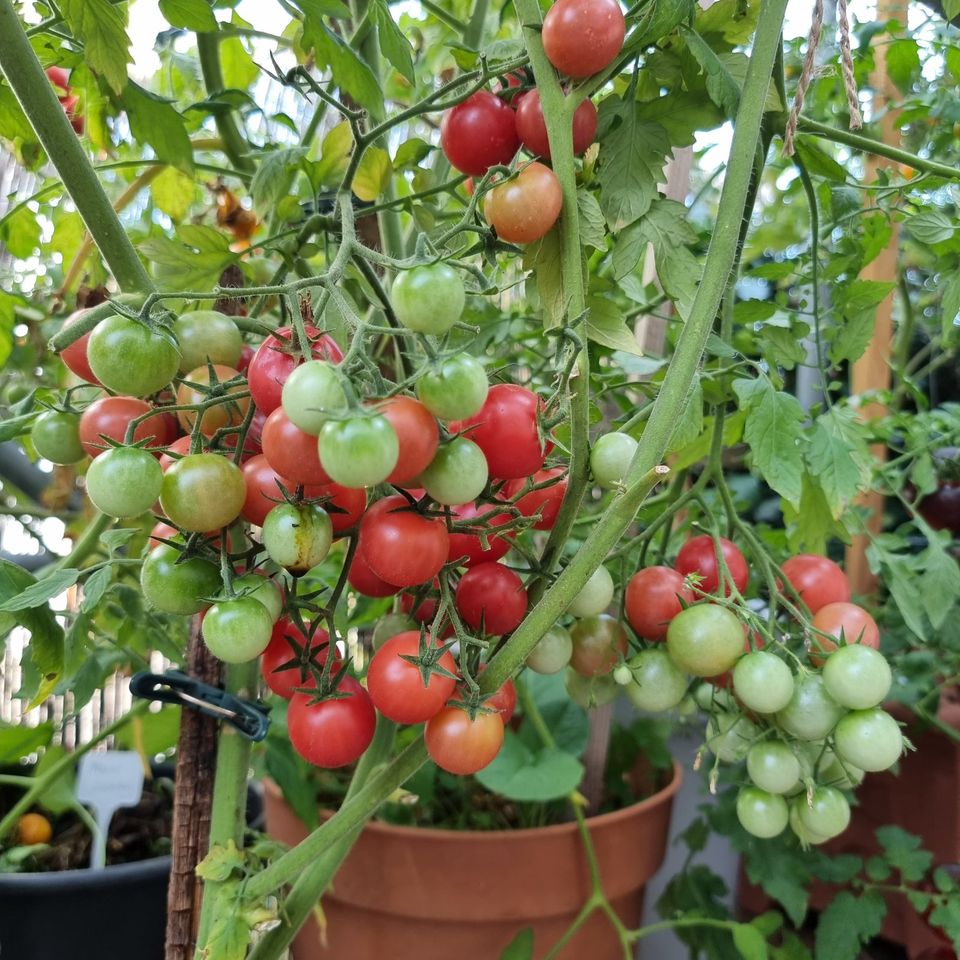 Seltene, Tomatenpflanzen, Setzlinge, Raritäten, bio, Freiland in Rieden b Kaufbeuren