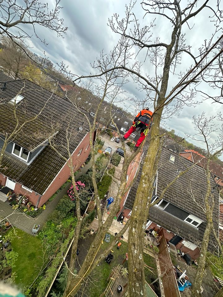 ⚠️Baumpflege,Hubsteiger,Seilklettertechnik⚠️Baumfällung❌, Bagger Sturmschaden Baumschnitt Brennholz vertikutieren in Ellerau 