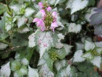 weissbunte Taubnessel rosa blühend, Bodendecker Bienenweide Baden-Württemberg - Kirchheim am Ries Vorschau