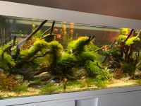 Eheim 240L Aquarium / Aquascape Set Nordrhein-Westfalen - Ahlen Vorschau