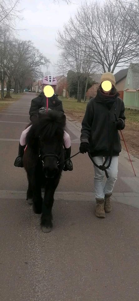 Reitbeteiligungen für Kinder, Jugendliche, leichte Erwachsene in Wollin bei Brandenburg an der Havel