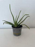 Aloevera (nicht essbar) Schleswig-Holstein - Reinfeld Vorschau