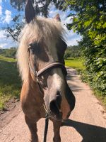 Suche Pflegebeteiligung für meinen Hafi Wallach Baden-Württemberg - Urbach Vorschau