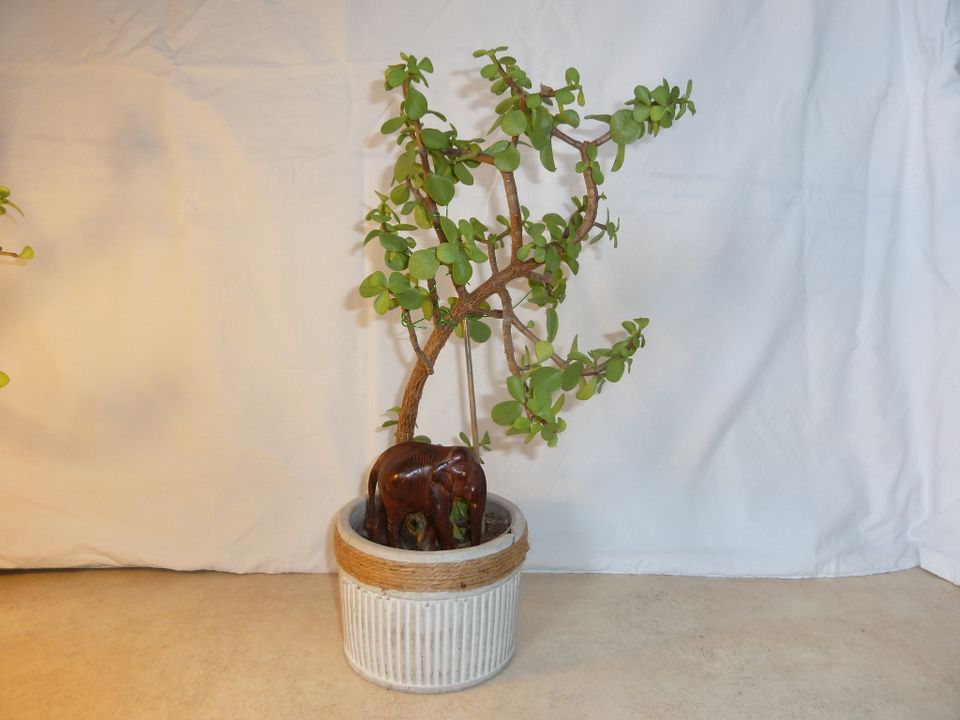 BONSAI Jadebäume sind SELTEN TEXT bitte lesen! Portulacaria afra in Köln