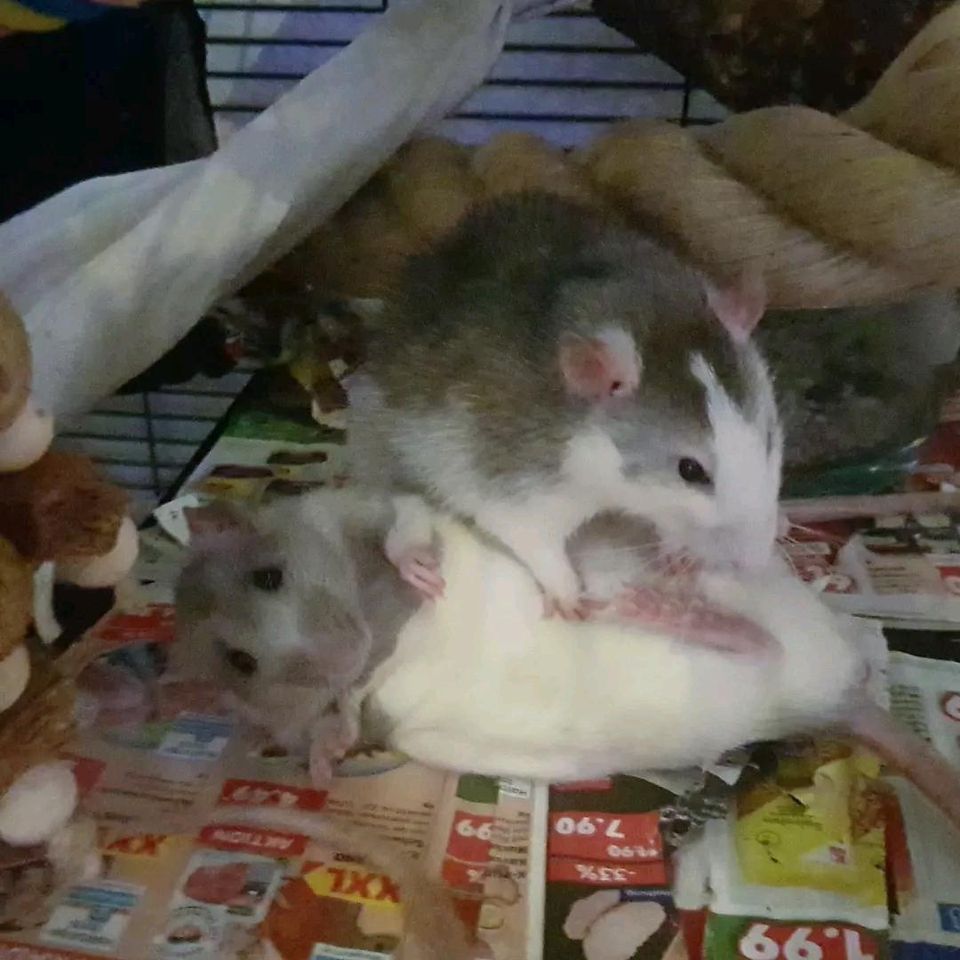 4 junge Rattenböcke abzugeben in Trier