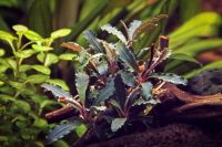 Bucephalandra sp. "Biblis" Wasserpflanze Aquarium Hamburg-Mitte - Hamburg St. Pauli Vorschau