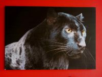 Wandbild Panther Dresden - Strehlen Vorschau