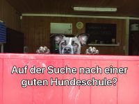 Hundeschule, Hundetraining, Gruppenkurse, Verhaltensberatung,… Nordrhein-Westfalen - Detmold Vorschau