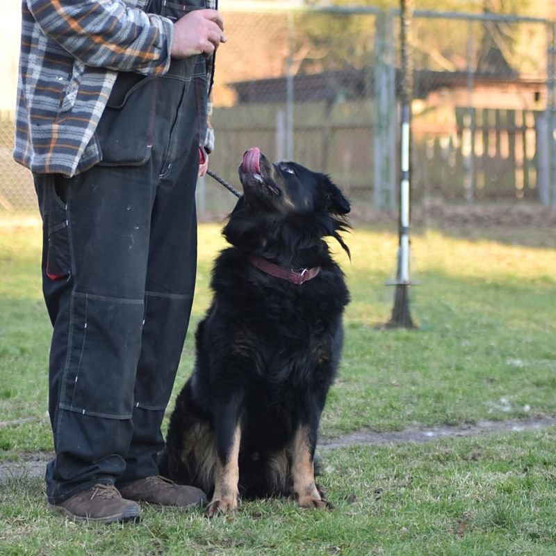 ARES Berner Sennenhund/Schäferhund Mix geb.10/18 a.d.Tierschutz in Schwarmstedt