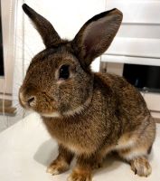 5 Kaninchen zu verkaufen Stuttgart - Stuttgart-Mitte Vorschau
