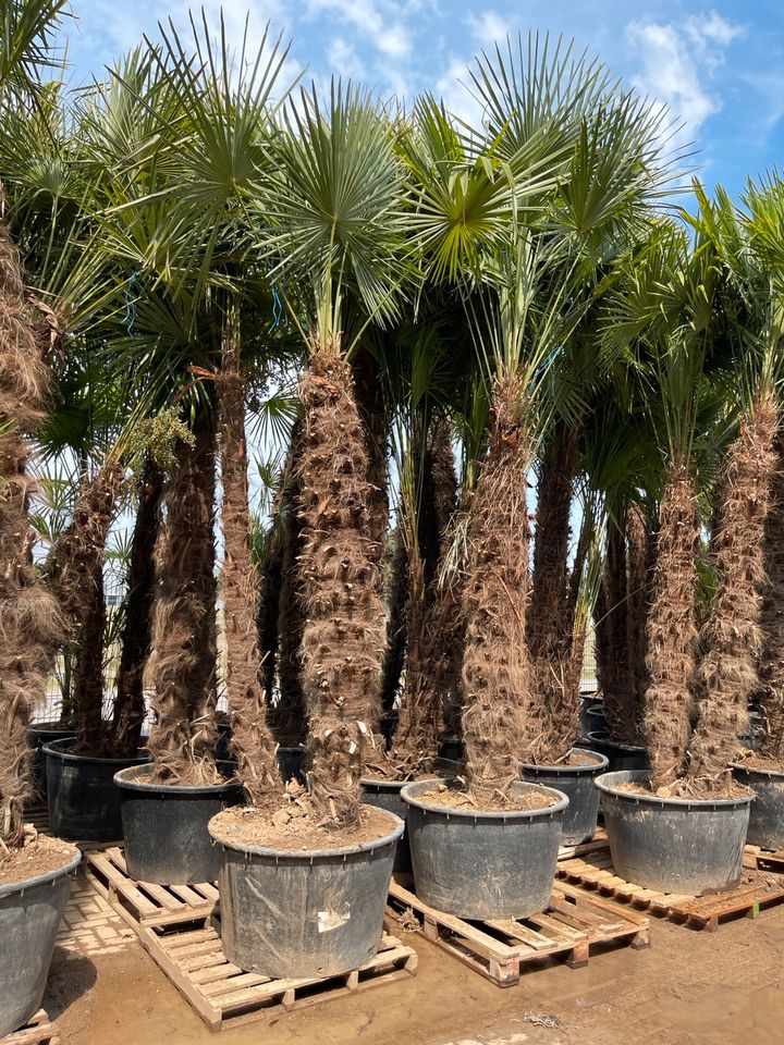 Trachycarpus Fortunei 3er Multistamm Mehrstämmige Hanfpalme in Ettenheim