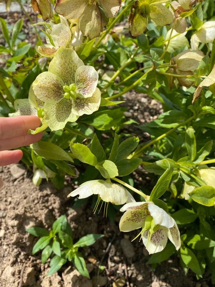 Ableger weiße Christrose Pflanze Garten in Kressbronn am Bodensee