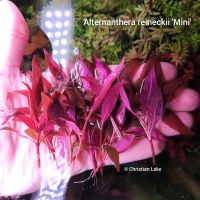 ❌ VERKAUFT❌⭐☘️ ❤️RoterBodendecker❤️Alternanthera reineckii 'Mini' Niedersachsen - Meppen Vorschau